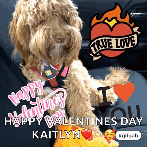 Happy Valentines Day Dog GIF