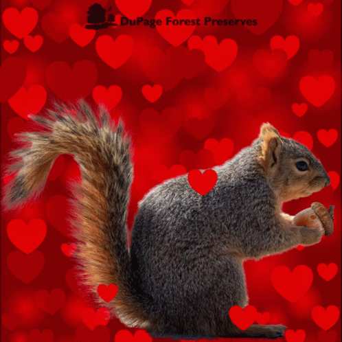 Happy Valentines Day Dupage GIF