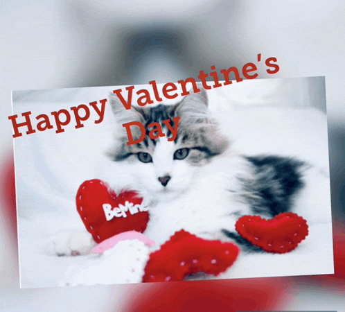 Happy Valentines Day Happy Valentines Day Friend Meme