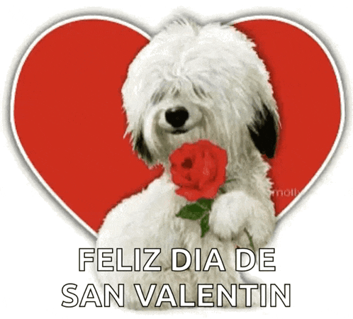 Happy Valentines Day Love GIF