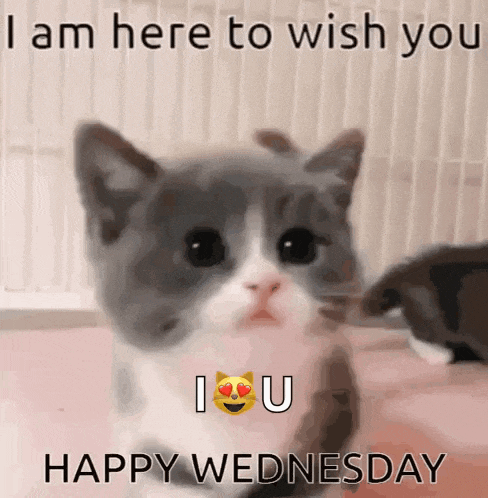 Happy Wednesday GIF