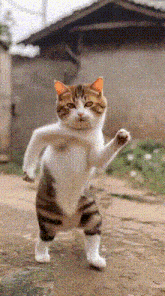 Happybirthdaya D GIF