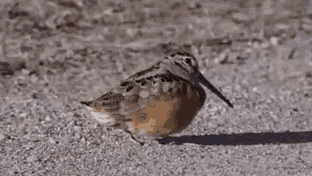 Harry Brasier Bird GIF