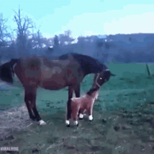 Hate Others Horse GIF. This 498 x 498 animated GIF is part of our horse kick collection. Related themes include horse, kick. Created by Greenefalcon3. View…