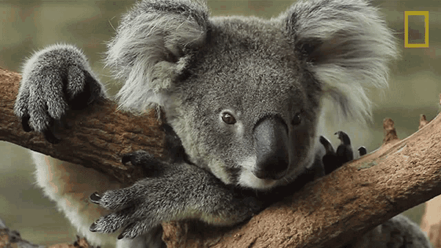Head Down Koalas101 GIF