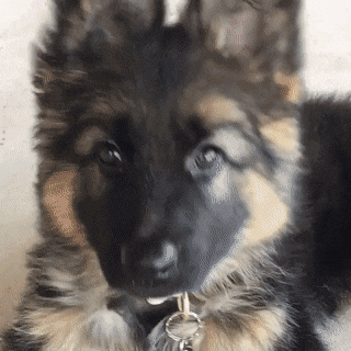 Head Tilt Puppy GIF
