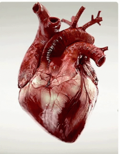 Heart Beat GIF