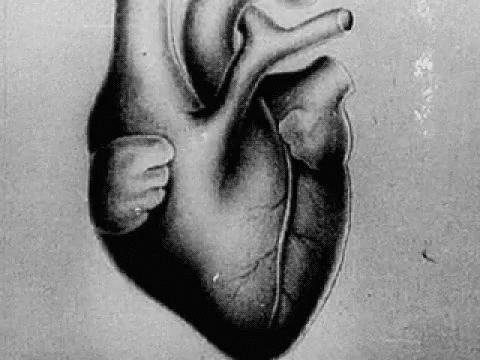 Heart Human Heart GIF