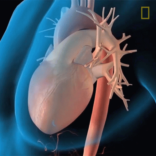 Heart National Geographic GIF
