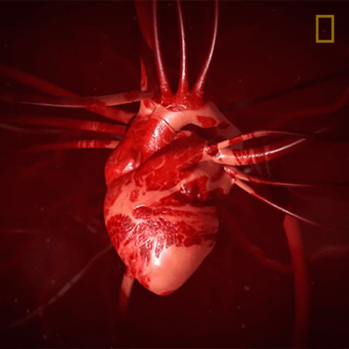 Heart National Geographic GIF