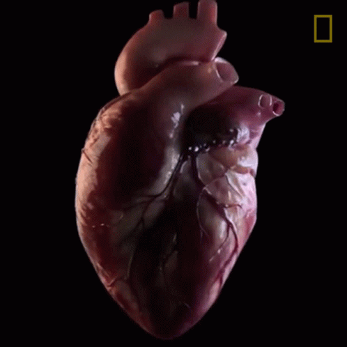 Heart National Geographic GIF