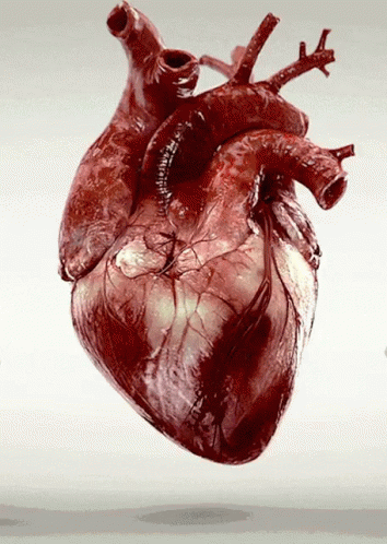 Heart Realistic GIF