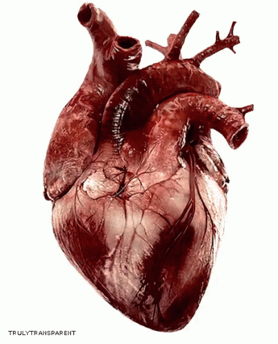 Heart Realistic GIF