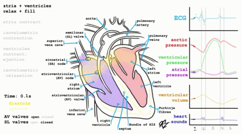 Heart GIF