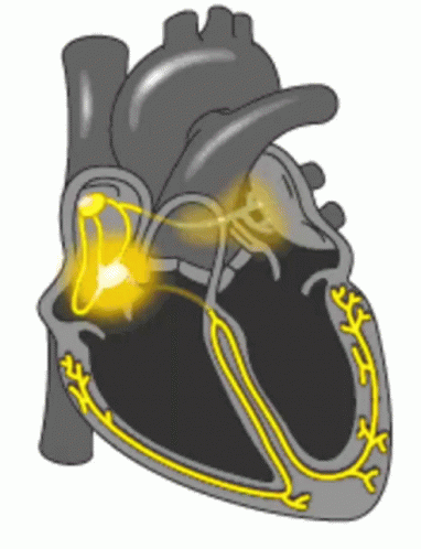 Heartbeat Conduction GIF