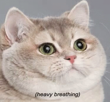 Heavy Breathing Cat GIF. This 374 x 346 animated GIF is part of our breathing in bag collection. Related themes include cat. Created by TracyLee2. View the…