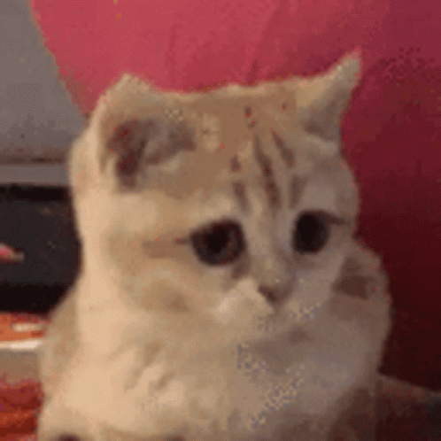 Heck Yeah GIF