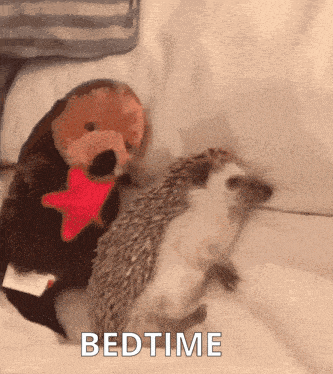 Hedgehog Bedtime GIF