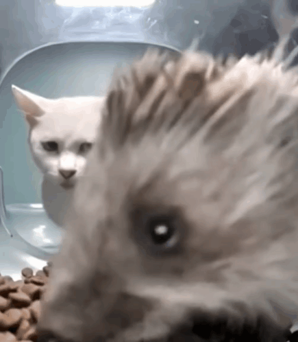 Hedgehog Eating Cat Sideeye GIF