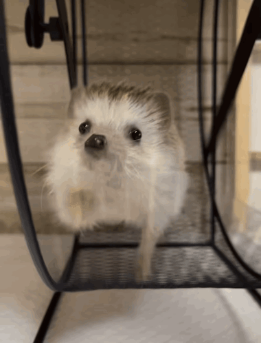 Hedgehog Run GIF