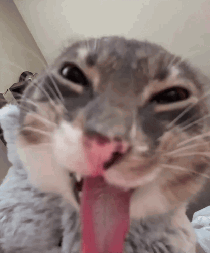 Hehe GIF