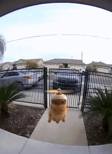 Helicopter Cat Wunkus GIF