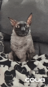 Hellcat GIF