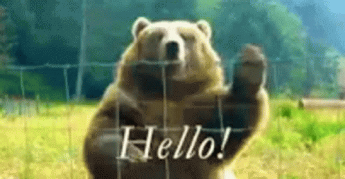 Hello Bear GIF. This 498 x 259 animated GIF is part of our bear waving collection. Related themes include bear, hello. Created by shibeslikeme. View the…