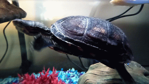 Hello Chat Turtle GIF