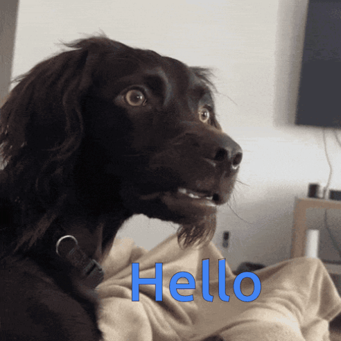 Hello Coucou Bonjour GIF