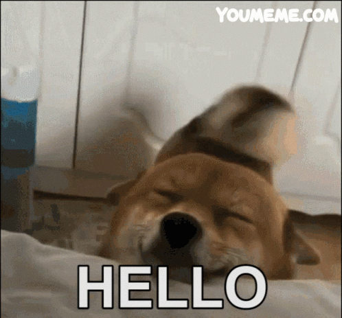 Hello Dog GIF