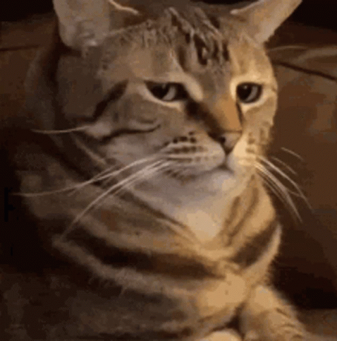 Hello Hi GIF