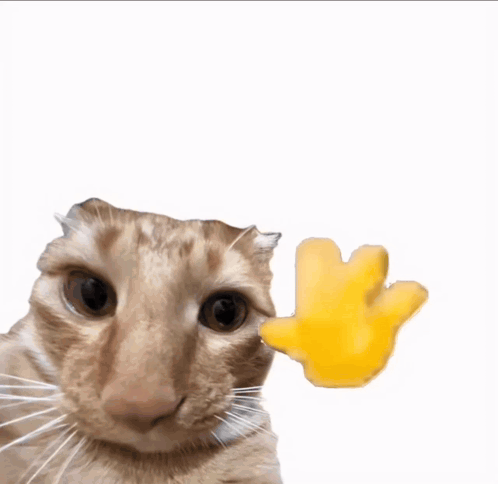 Hello Hi Cat GIF