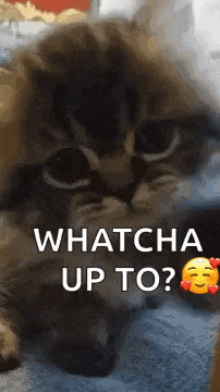 Hello Hi GIF