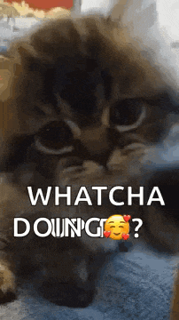 Hello Hi GIF