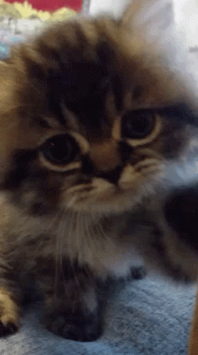 Hello Hi GIF