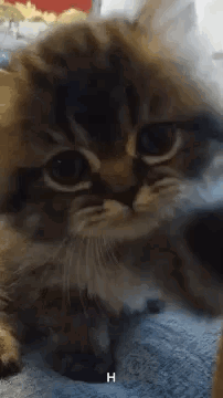 Hello Hi GIF