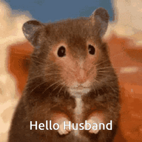 Hello Husband GIF