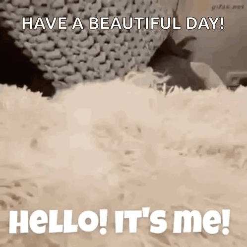 Hello Its GIF