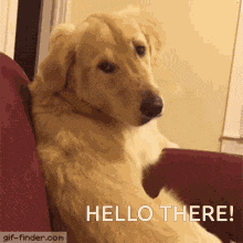 Hello GIF