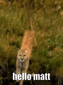 Hello Matt GIF