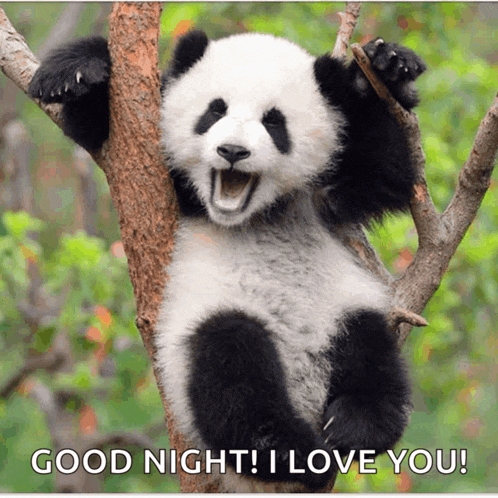 Hello Panda Meme