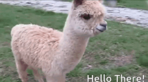 Hello There Llama Mamallama Llamakind Kind Hi Good Morning GIF. This 498 x 278 animated GIF is part of our lama collection. Created by MamaLlama007. View…
