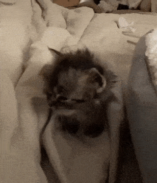 Hellooo Cat GIF