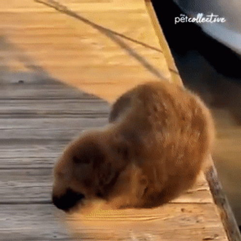 Help Me Ill Save You GIF