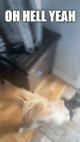 Henri Dog GIF