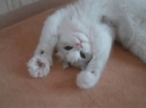 Hey Cat GIF