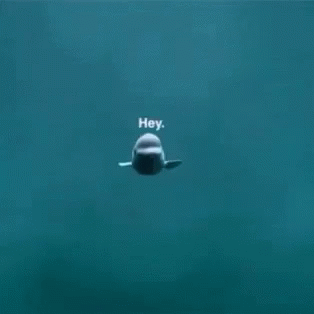 Hey Dolphin GIF