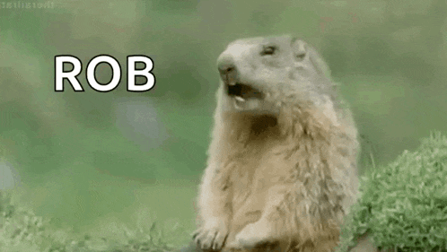Hey Groundhog GIF