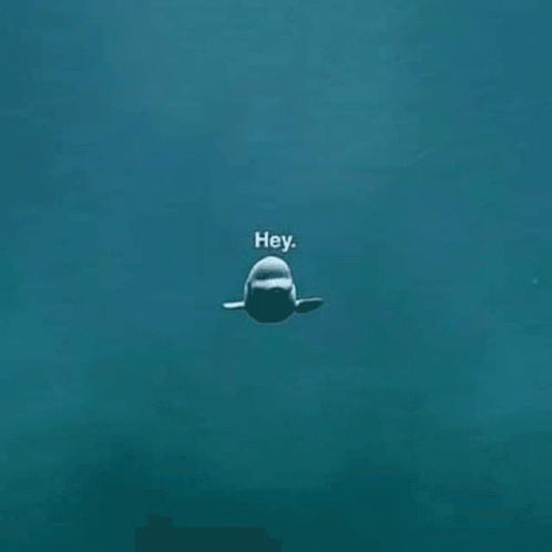 Hey Hey Hey Hey Hey Hey Hey Hey GIF